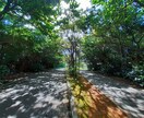 沖縄県総合運動公園の風景の写真を販売します 逆光に透過された葉の美、沖縄らしい植物等の写真 イメージ3