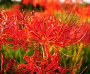 新月の夜に曼珠沙華のパワーをお届け致します 【第7回　スピリチュアル フラワー メディテーション】を実施 イメージ2