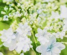 恋✿愛おみくじ　あなたの華やぐ心を応援します あなたがほほえみますように⭐︎༚*願いを込めて引きます イメージ4