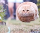 面白いネタを沢山提供します（・ω・）三┏( ^o^)┛<無料枠あるヨ イメージ1