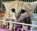 動物関連のことならなんでもお受けします 動物病院で出来る事、飼育されてるペット様に関する質問何でも イメージ4