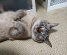 現役ママがお話聞きます 3人の子育てをしています。愚痴や相談など話お聞きします! イメージ1