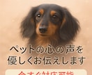 大切なペットとの絆を整える魂のリーディング致します 虹の橋の子も、今そばにいる子も心がほどける対話をします。 イメージ2