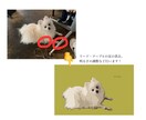 ペットの写真をイラスト風に加工修正いたします ポストカードやグッズに！オンリーワンのイラストを作成 イメージ3