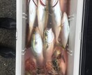 海釣りに行く事前準備のあれこれおしえます 海釣り全般の持ち物、天気の見方、おすすめの船宿など イメージ3