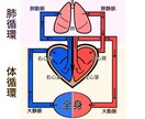説明図、絵柄、描きます 解剖学、生理学、体についてのイラスト承ります！ イメージ2