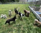 現役犬の訓練士が愛犬のお悩み相談にのります メリハリのある訓練でわかりやすい学習を。 イメージ2