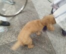 言語を使えないだけの家族写真撮影致します 厄介な言語を使えないだけの家族写真撮影致します。 イメージ3