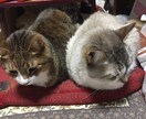 ユニークな経歴の持ち主が話をお聞きします １分からOK！あなたのお話、秘密厳守でお聞きします。 イメージ1
