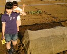 食育指導士が食べ物の好き嫌いをなくします お子様の苦手食材を、克服しちゃいましょう イメージ7