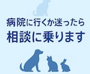 高齢ペットの介護や生活の悩みを一緒に考えます 日常ケアや生活改善の工夫を提案します イメージ7