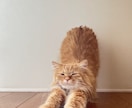 猫のプロが教える！スマホ撮影上達をサポートします 猫歴20匹×プロ18年の撮影添削 イメージ6