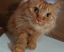 タロットカードで一年間の運勢を占います 猫のデザインの大アルカナカードを使っています イメージ1
