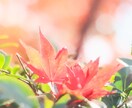 お花の写真撮影します お花の可愛さで暮らしを明るくしたい イメージ3