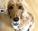 ペットモデル自撮り提供いたします イングリッシュコッカースパニエル3歳の写真を提供いたします。 イメージ3
