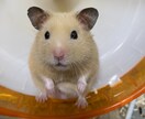 ただ聞いてほしい・お話相手を叶えます 知らない人だからこそ話せることも、秘密厳守！ イメージ1
