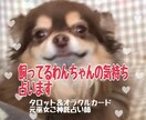 飼ってる犬の気持ち占います 飼ってる愛犬の気持ちをお伝えします。 イメージ3