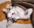 大切なペットちゃんの心の奥、気持ちを霊視鑑定します ペットの気持ち/ペットを亡くした/ペットロス/ペットは家族 イメージ3