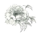 動植物・抽象模様の挿絵やイラストを描きます プロアーティストがあなたにお洒落に目を引くイラストを描きます イメージ2