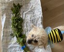 トイプードルの癒しの写真を提供します トイプードルのかわいらしい日常をお届けします イメージ8