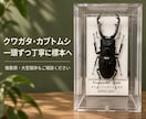 クワガタ・カブトムシの標本を製作します 一頭から複数頭まで、個体に合わせて仕上げます イメージ1