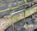 無農薬野菜と栽培風景の写真を提供します インスタなどSNS用など用途多数！！ イメージ3