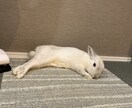 うさぎの飼い方教えます 意外と大変なうさぎの飼育方法やエサについてなどご相談ください イメージ1