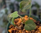 観葉植物の育て方・管理のご相談をお受けいたします 観葉植物をお家で200鉢以上管理中！あなたに合った方法ご提案 イメージ3