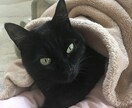 色んな話ききます 仕事の愚痴、人関係の話、なんでも話して下さい イメージ1