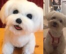 愛犬のオーダーメイド羊毛フェルトでお作り致します 羊毛フェルト作家BonBon☆Sucre イメージ3