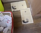 まずは電話！駆除における方法全力でサポートします 費用が高いからできるなら自分でやってみようかな？は必見です！ イメージ6