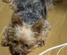 のんびりすぎると言われる主がお話聴きます なんか話したい、そんな時に声かけてください。 イメージ1