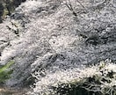 シニアの皆さまのお話しをしっかりお聞きします 口下手なので、お聞きする事だけは得意です。 イメージ2