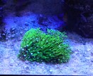 海水水槽 サンゴ 金魚飼育に関する相談お受けします 海水水槽や金魚水槽を簡単にお店やお家でやってみたい方！！ イメージ1