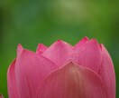 あなたの写真の美しさを引き出す編集承ります ご要望に合わせた写真の編集で、思い出に特別な輝きを与えます イメージ3