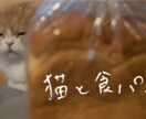 猫を使った商品撮影行います あなたの商品や売り出したいものを猫を使って撮影しませんか イメージ3