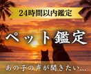 虹の橋のペットからのメッセージを届けます ペット鑑定 |あの子の伝えたかった想いを霊視でお伝えします イメージ1