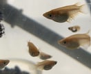 メダカ飼育のお悩み、疑問、質問お伺いします ☘️飼育歴10年以上/電話相談/めだか/餌/水替え/水槽 イメージ10