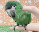 大切なペット達の飼育についてアドバイスします 元ペットショップ店員がペットの飼育方法やお悩みにアドバイス！ イメージ10