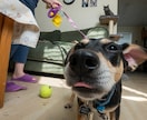動物視点の没入体験動画を制作します 臨場感ある視点で印象に残る映像を制作します イメージ3