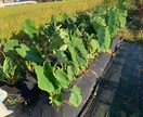 家庭菜園のアドバイスいたします 家庭菜園のむつかしさを解消していきましょう イメージ1