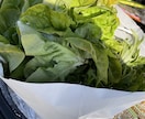 初めての家庭菜園でやるならこれ！相談のります ネットで調べたけど、うちの場合は、、、？サポートします！ イメージ7