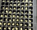 在宅で【農産物副業】を始めるノウハウ教えます 在宅で手間が比較的かからない。ニンニクスプラウトを始める。 イメージ2