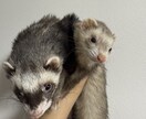 哺乳類・爬虫類・鳥類・両生類・奇蟲飼育相談乗ります 自宅で飼育している生体の飼育方法等相談乗ります イメージ6