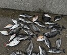 初心者歓迎フカセ釣りで釣れない原因と対策を教えます フカセ釣りで釣れない理由と釣った魚の美味しい食べ方教えます イメージ5