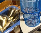 東京湾、横浜、護岸、海釣り公園　秘密釣り方教えます なんでこんなに釣れるの？GOGOフッシング イメージ9