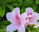 ちょっと話したい、ひと息付きたい方に応えます 思うままに自由にお話してね〜(^^) イメージ10