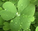 あなたの「ちょうどいい存在」としてここにいます 話したいことを自由に話せる☘あなた時間☘すべて受けとめます♪ イメージ9