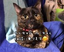 わんちゃん、ねこちゃんの相談乗ります 動物看護師がわんちゃん、ねこちゃんのお悩み相談乗ります！ イメージ1