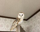 動物の飼育相談、問題行動相談になっております 犬、猿、フクロウ、モモンガ、爬虫類全般、その他飼育経験あり イメージ4
